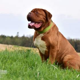 Darujeme psa bordeauxské dogy / 19432012