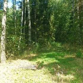 Pronájem lesa na stanování, včelaření, atd... Jen 1.000 Kč měsíčně... / 19434225