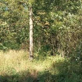 Foto inzerátu Pronájem lesa na stanování, včelaření, atd...  Jen 1.000 Kč měsíčně...