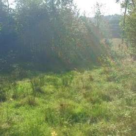 Foto inzerátu Pronájem lesa na stanování, včelaření, atd...  Jen 1.000 Kč měsíčně...