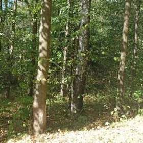 Foto inzerátu Pronájem lesa na stanování, včelaření, atd...  Jen 1.000 Kč měsíčně...