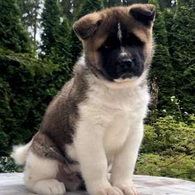 Americká Akita pejsek s PP / 19434459