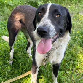 Foto inzerátu LADY - kastrovaná fenečka 1,5 roku