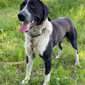 Fotka k inzerátu LADY -  kastrovaná fenečka 1,5 roku  / 19645858