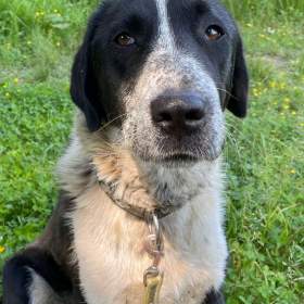 Foto inzerátu LADY - kastrovaná fenečka 1,5 roku