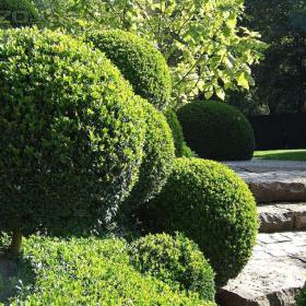 Prodám vzrostlý BUXUS a Mahonii Cesminolistou / 19436400