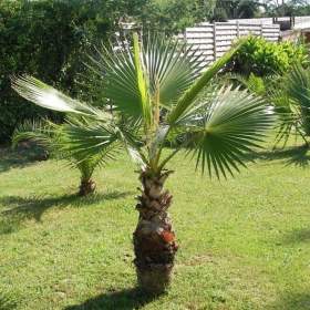 naklíčená semena palma Washingtonia robusta / 19436747