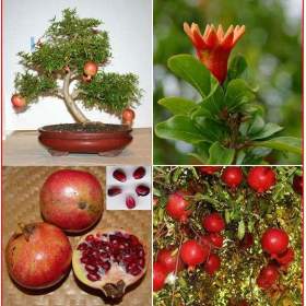 Punica Granatum -  Granátové jablko -  semena / 19436749