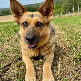 Fotka k inzerátu KORINKA -  kastrovaná fenečka 6 let  / 19313139