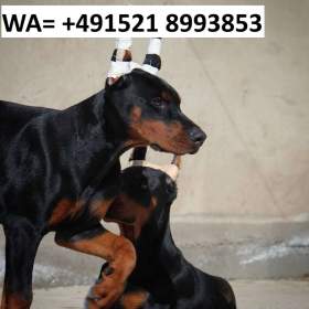 Štěňata čistokrevného dobermana hnědo- černá / 19440670