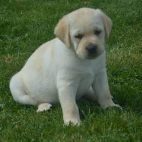 Labrador  / 19441505
