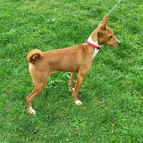 Basenji -  prodám fenku bez pp / 19442651