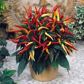Sazenice chilli Patio Fire / 19442885