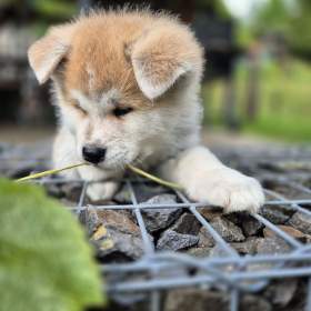 Přijímáme rezervace na štěňátka Akita Inu s PP / 19442991