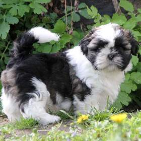 Shih- tzu , ši- cu, ši- tzu-  štěňátka s PP FCI / 19443077