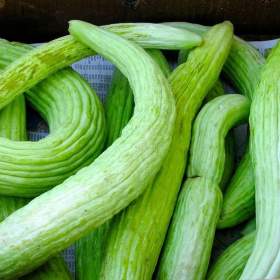 Okurka Tortarello Verde Barese -  Arménská okurka -  semena / 19449476