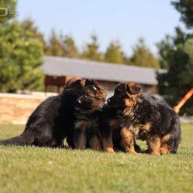 Fotka k inzerátu Štěňata německého ovčáka / 19667760