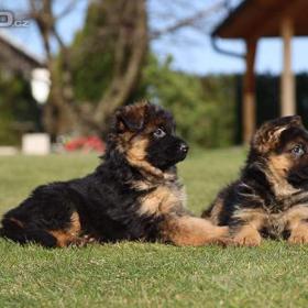 Foto inzerátu Štěňata německého ovčáka