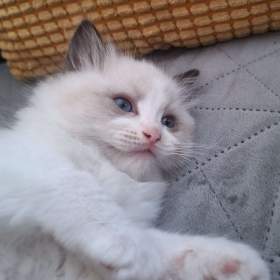 Koťátko Ragdoll s PP / 19449636