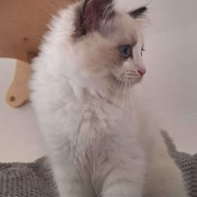 Koťátko Ragdoll s PP / 19449636