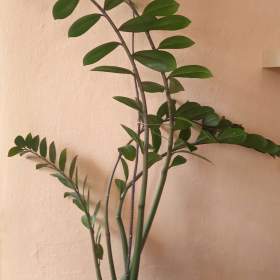 Zamioculcas  / 19449649