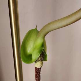 Foto inzerátu Zamioculcas 