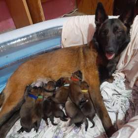 Prodám BO Malinois PP / 19450105