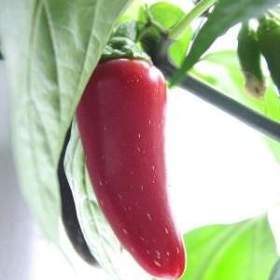 Sazenice chilli Jalapeňo / 19451280