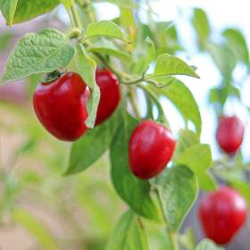 Sazenice chilli Mini Rocoto Red / 19451282