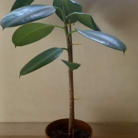 Fotka k inzerátu Ficus / 19449649