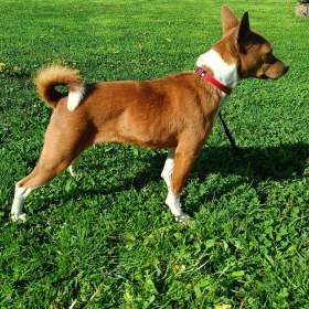 Basenji -  prodám fenku  / 19452813