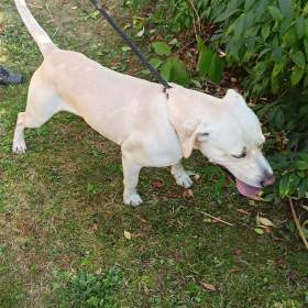 Daruji labradora 3 roky  / 19456132