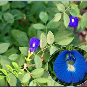 Sazenice Clitoria Ternatea / 19456409