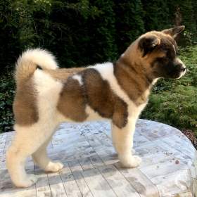 Americka Akita fenka s PP / 19457145