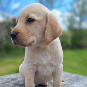 Krásná štěňata labradorského retrívra / 19457590