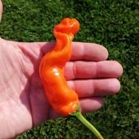 Sazenice Chilli Peter Orange / 19458258
