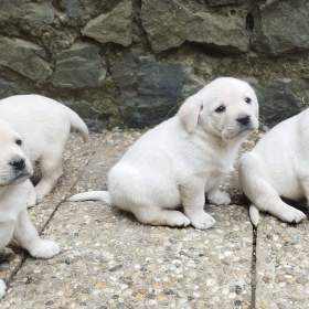 Labrador smetanová štěňátka s PP fenka ihned k odběru  / 19458758
