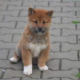Shiba inu s průkazem původu  / 19459887