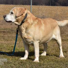 Darujeme opuštěného labradora / 19461551