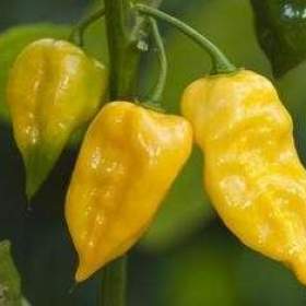 Sazenice Chilli Habanero Lemon / 19461633
