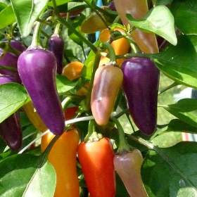 Sazenice Chilli Jalapeňo Multicolor / 19461637
