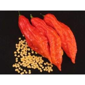 Sazenice Chilli Jolokia bhut red / 19461639