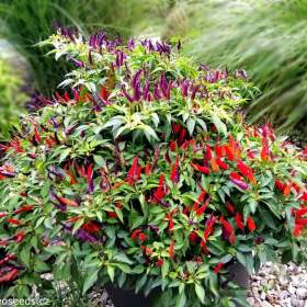Sazenice Chilli Sangria Ornamental / 19461647