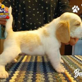 Beagle pejsek s PP / 19461702