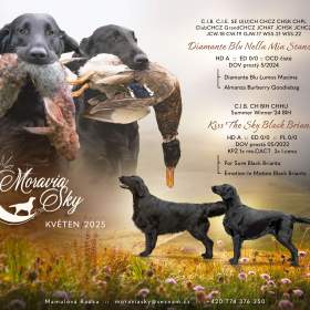 Flat Coated Retriever -  štěňátka / 19462732