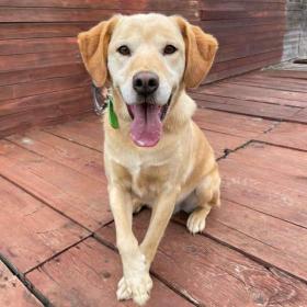 Fotka k inzerátu BODRIG -  kastrovaný psík 5 let  / 19435544