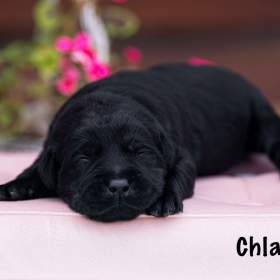 Labradorský Retriever s PP / 19463972