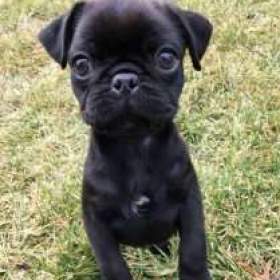 Mops / 19465981