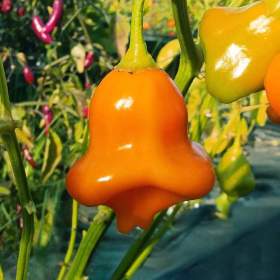 Sazenice Chilli Aji Fantasy Orange / 19466120