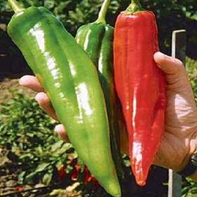 Sazenice Chilli Big Jim / 19466121